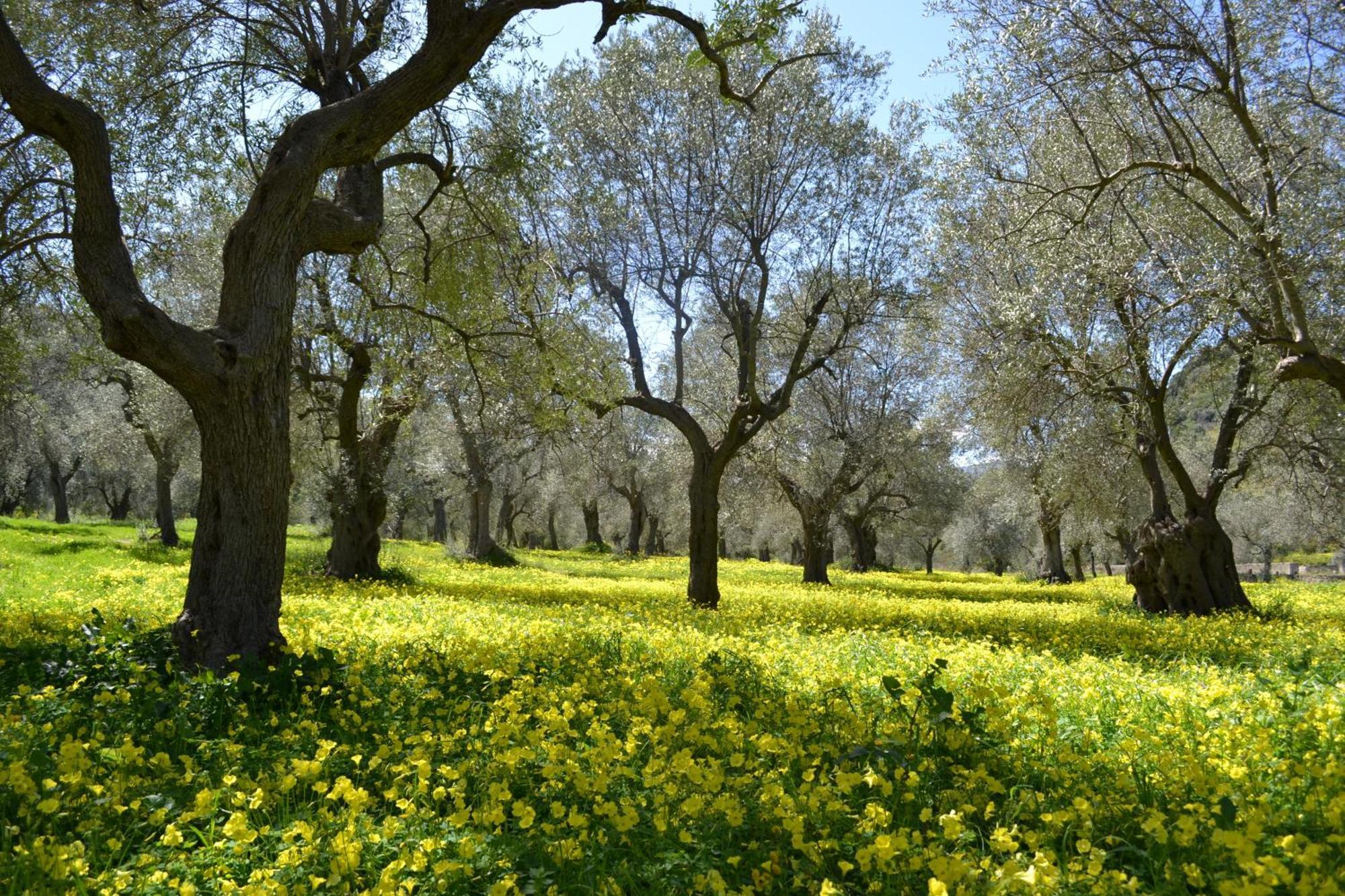 Agriturismo Malena Amica 外观 照片